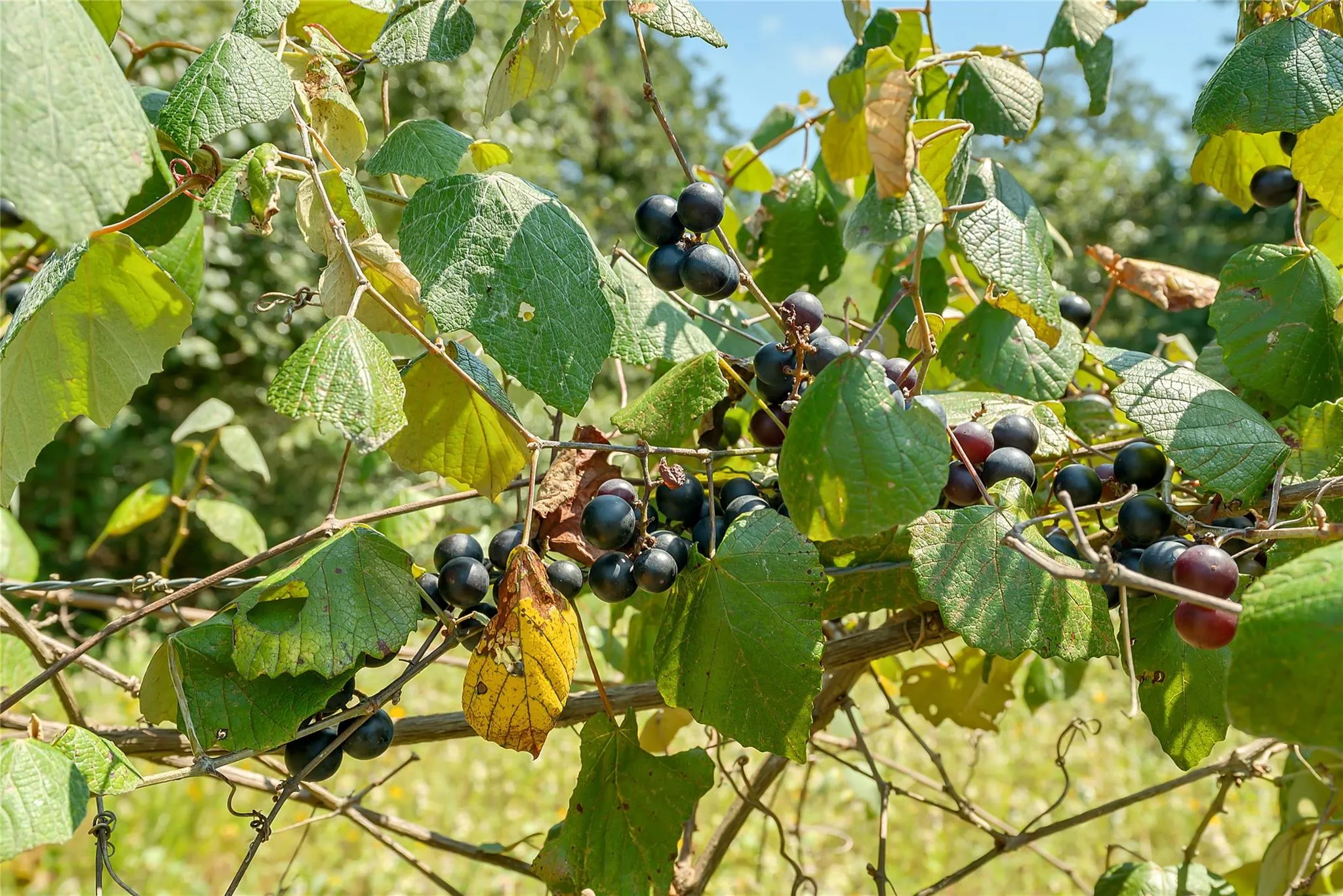 Parcel 19231 County Road 215