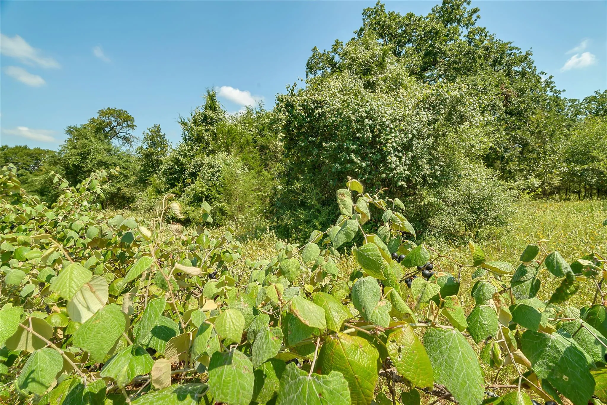 Parcel 19231 County Road 215